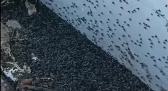 В центре Лиды насекомые заполонили подвал и атаковали жильцов: помощи от ЖЭС не было годами