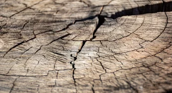 На кладбищах Новогрудского района вырубят 250 деревьев