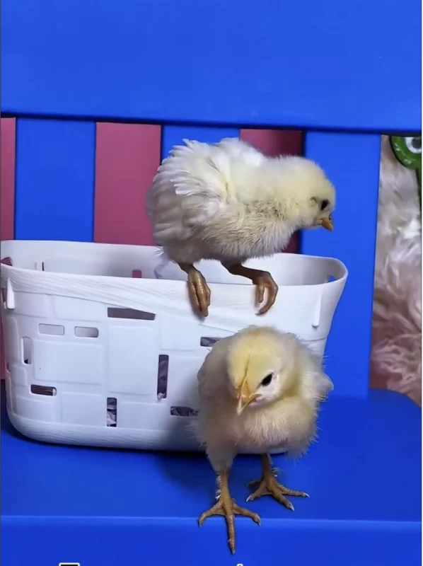 В центре Гродно открылась фотостудия — клиентов завлекают живыми цыплятами  