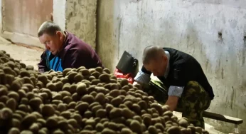 На учете — 30 человек. Милиция устраивает на сезонные работы бывших заключенных