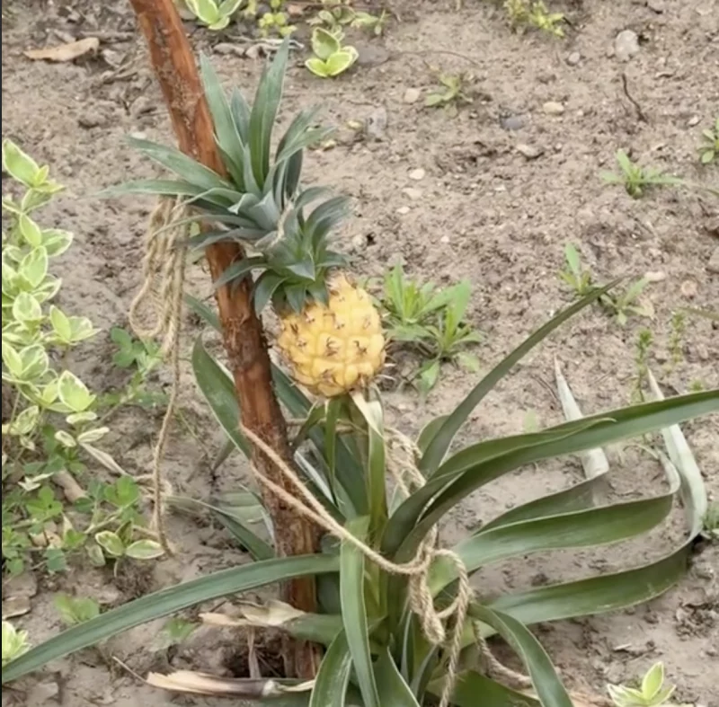 В Гродно на одной из клумб вырос ананас