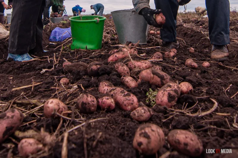“Дать госплану в Сахаре управлять песком – его не будет”. В Беларуси не первый раз пропадает картофель – почему его все обсуждают? картофель картошка рынок сельское хозяйство колхозы фермы