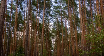 “Малая Катынь”. 80 лет назад под Гродно началась крупнейшая послевоенная карательная операция