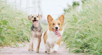 Как найти подход к собакам и побороть агрессию — рассказывает зоопсихолог из Гродно