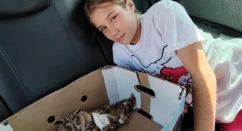 Белорус спас раненую ушастую сову — теперь она живет у него дома на передержке