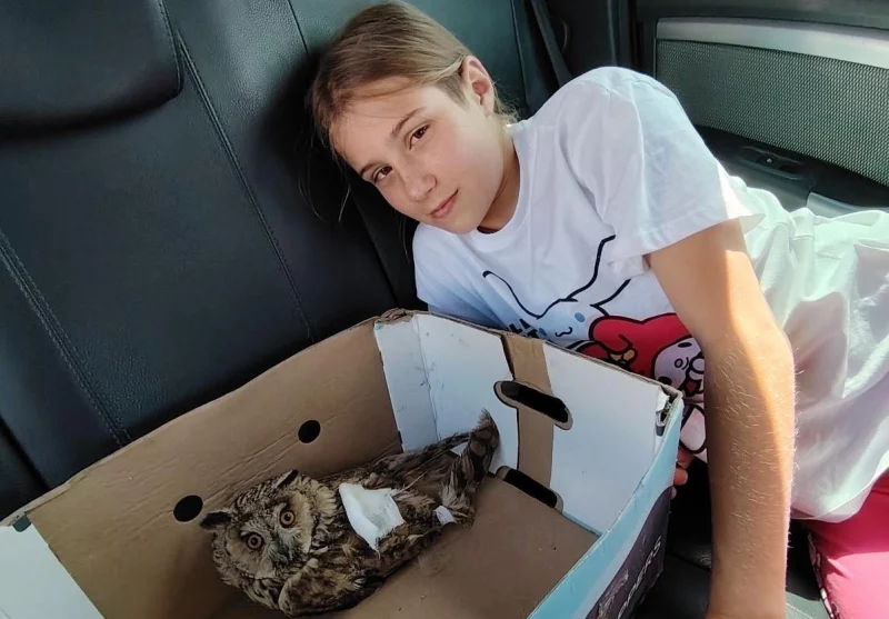 Белорус спас раненую ушастую сову – теперь она живет у него дома на передержке Белорус спас раненую ушастую сову – теперь она живет у него дома на передержке