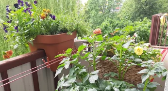 «Это возвращает во времена, когда ты был счастлив». Как белорусы за рубежом делают огороды на балконах