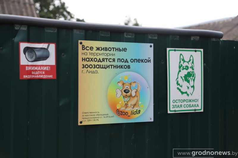 «Живут везде: в доме, сарае, гараже». В Лидском районе соседи-пенсионеры и зоозащитница спорят из-за 13 собак и некошеной травы