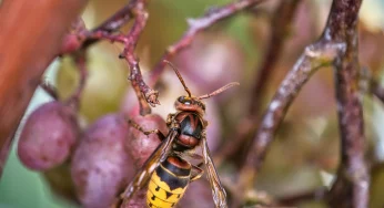 В Гродно стало больше ос и шершней: что делать, если нашли гнездо и как защититься от насекомых