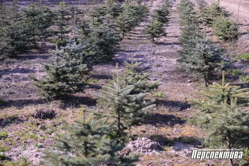 Объекты без «пиара»: Гродненский лесхоз открывает новые туристические маршруты