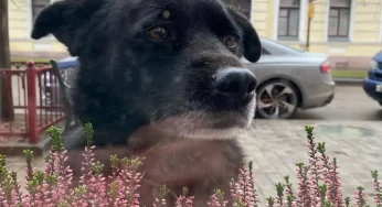 «Есть шанс дождаться свой дом». Гродненскому инстаграмному псу Барону нашли временную передержку