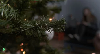 Как утилизировать ель после зимних праздников, чтобы избежать штрафа? 