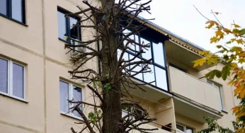 Гродненцу мешает липа, которую много лет назад посадили во дворе его дома. Что сказали в УЖРЭП? 