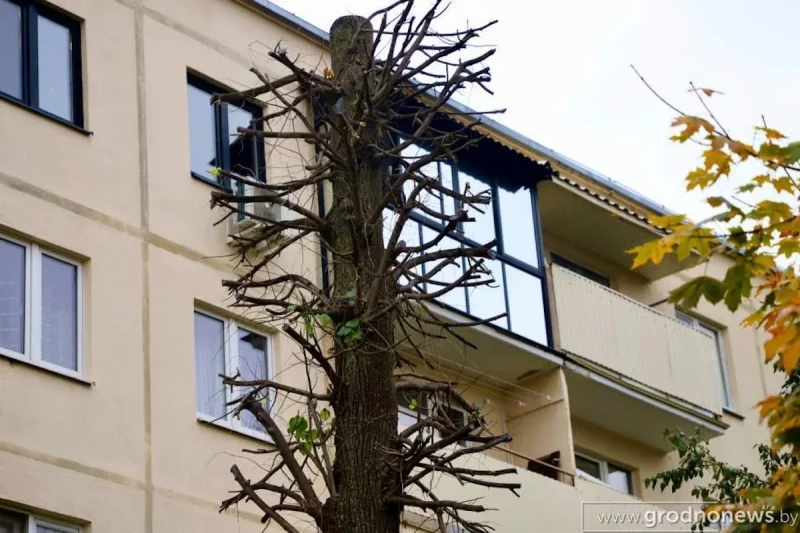 Гродненцу мешает липа, которую много лет назад посадили во дворе его дома. Что сказали в УЖРЭП?  Гродненцу мешает липа, которую много лет назад посадили во дворе его дома. Что сказали в УЖРЭП?