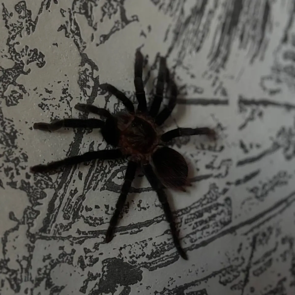Паук в аренду. Фото: instagram.com/spider_grodno