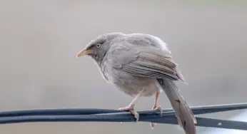 “Гродноэнерго” будет бороться с птицами, которые садятся на предприятие 