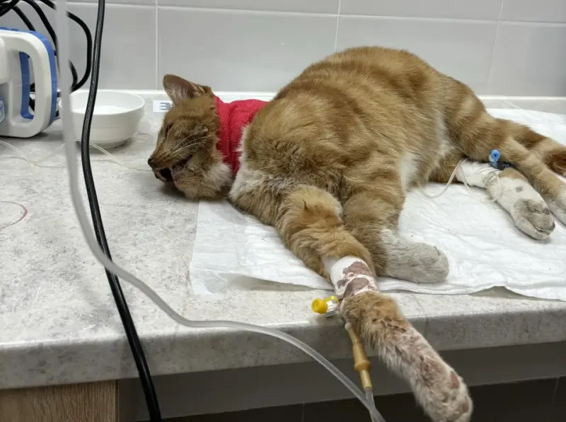 Гродненка спасла “двойника” знаменитого Рыжего с Советской. Животное в тяжелом состоянии и ему нужна помощь