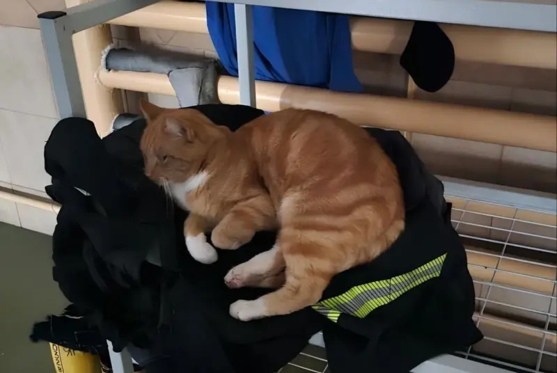 Гродненка спасла “двойника” знаменитого Рыжего с Советской. Животное в тяжелом состоянии и ему нужна помощь кот