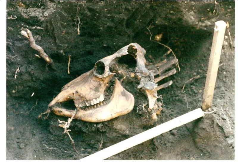 В Новогрудке археологи обнаружили фундамент XVIII века (обновлено)