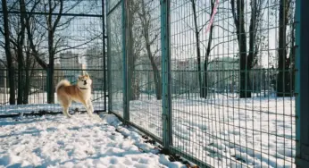 “Преданному сердцу” пообещали подарить 15 вольеров к Новому году 