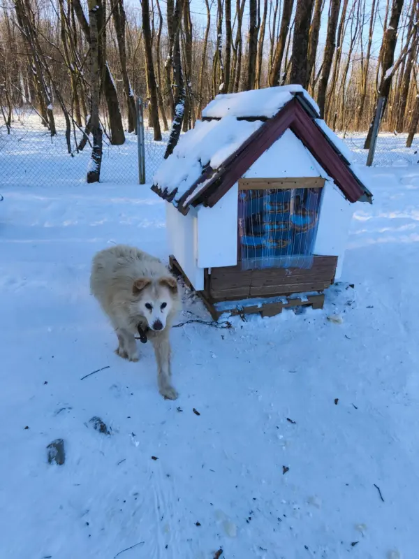 В Гродненском САХе утеплили будки — они помогут собакам пережить морозы 