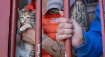 Белоруска предложила гродненской тюрьме поселить у них кошек для ресоциализации заключенных. Вот что из этого вышло