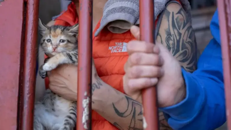 Белоруска предложила гродненской тюрьме поселить у них кошек для ресоциализации заключенных. Вот что из этого вышло коты в тюрьме