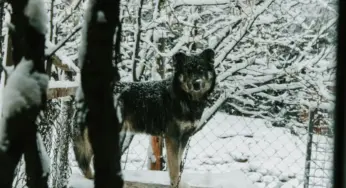 В Гродненском САХе утеплили будки — они помогут собакам пережить морозы 