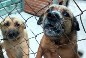 Домик для бездомных собак в Гродно засыпало снегом: волонтеры просят о помощи Собаки Гродно