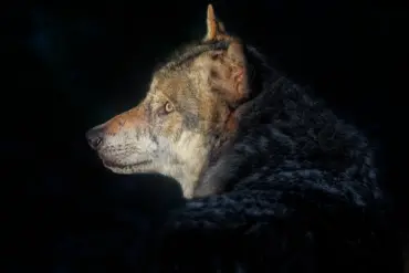 «В Польше бы хвалились». Под Гродно хотели отстрелить волка – а как можно иначе?