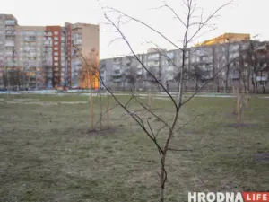 Гродно - самый незеленый областной центр Беларуси Озеленение в Гродно и Беларуси - большая проблема. Новые парки и скверы в белорусских городах, это часто прутики, воткнутые в землю. По сведениям прокуратуры, 30-70% таких посадок не приживаются.