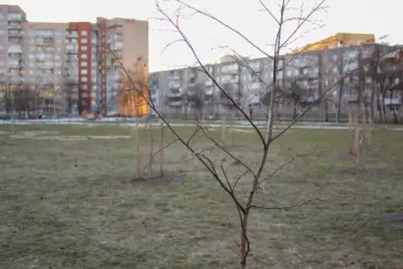 “Озеленение – дорогая и системная работа”. 5 способов (не) посадить деревья в Гродно, Бресте, Могилёве и по всей Беларуси