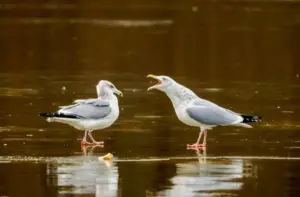 Улучшенные контейнеры, ремонт крыш и ультразвук. В Гродно местные власти будут бороться с чайками чайки в Гродно