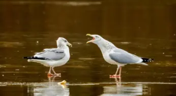 Улучшенные контейнеры, ремонт крыш и ультразвук. В Гродно местные власти будут бороться с чайками