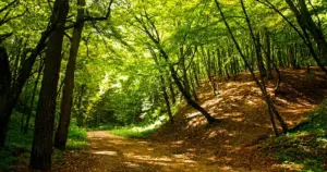 Дорожка в Румлёвском парке. Фото: pomniki.grodnolib.by