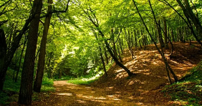 В Румлевском парке может появиться зона отдыха. Что предлагали гродненцы на конкурс гражданских инициатив Дорожка в Румлёвском парке. Фото: pomniki.grodnolib.by