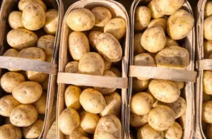 Два традиционных белорусских блюда хотят внести в список ЮНЕСКО. Какие именно? 