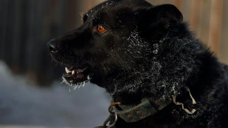 В Слониме уже год пытаются построить пункт временного содержания животных: жители боятся «усыпалки»