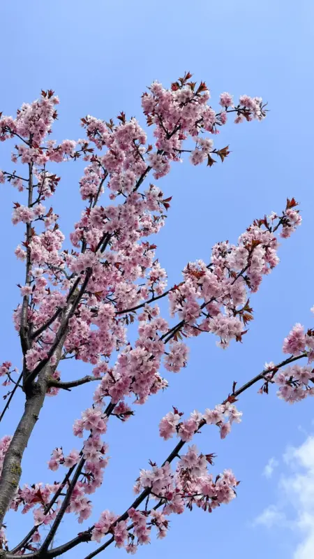 У Гродне зацвіла сакура - паспейце зрабіць фатаграфіі