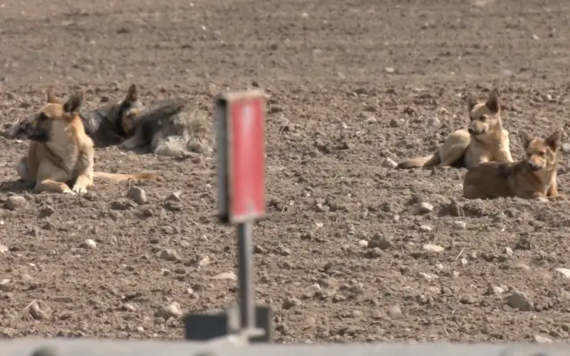 Жители Гродненского района жалуются на свору собак — местные власти не могут решить проблему 