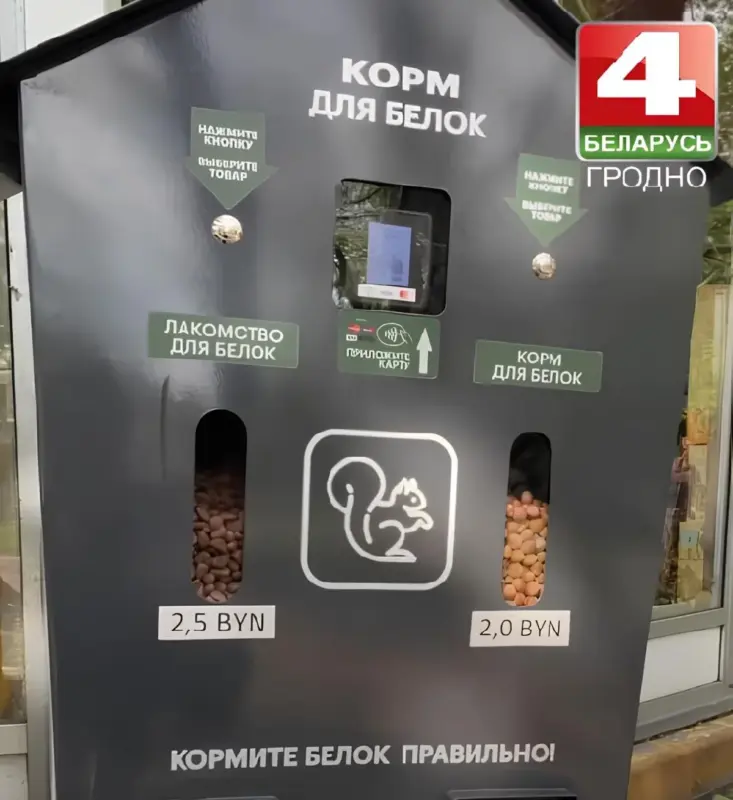 В парке Жилибера в Гродно появились белки: для посетителей установили автомат с кормом