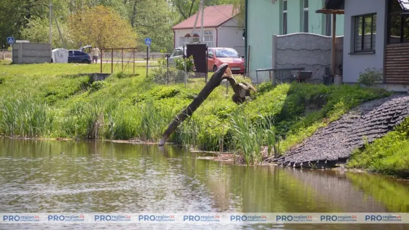 Озеро около Гродно оккупировали бобры. Животных хотят переселить
