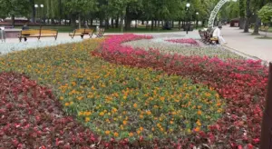 Белосток сажает луга, а Гродно — однолетники. Как правильно озеленять город? Клумба, созданная «Гроднозеленстроем» в парке Жилибера накануне Фестиваля национальных культур. Фото: grodnozelenstroj.by