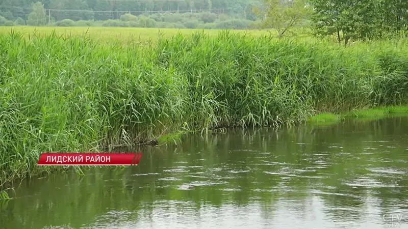 На Дитве в Лидском районе зафиксировали превышение концентраций. Виновных привлекли Загрязненная река Дитва. Фото: СТВ